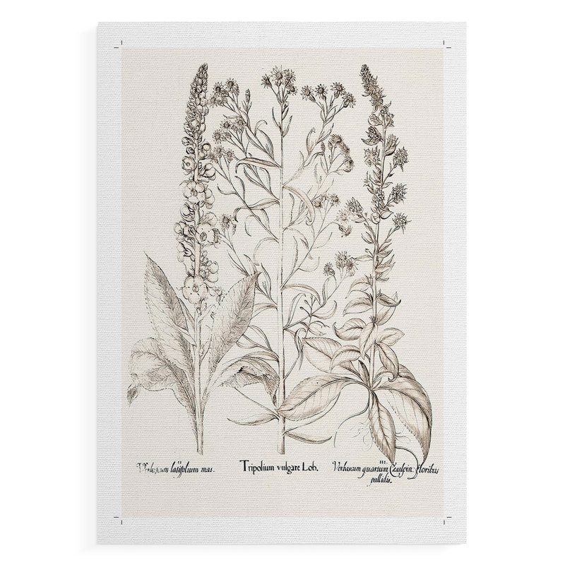 Sépia Besler Botanicals IX - Impression sur toile seulement - NON-CADRE, H 48 po x l 32 po