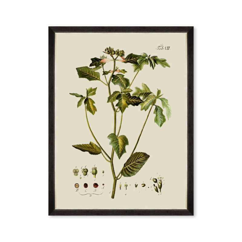 BOTANICAL IV