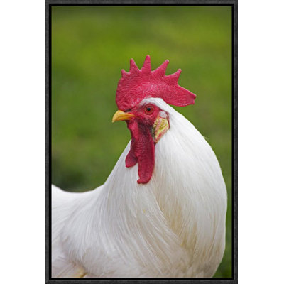 " Domestic Chicken, White Leghorn, Cockerel, Close-Up Of Head And Neck, France "