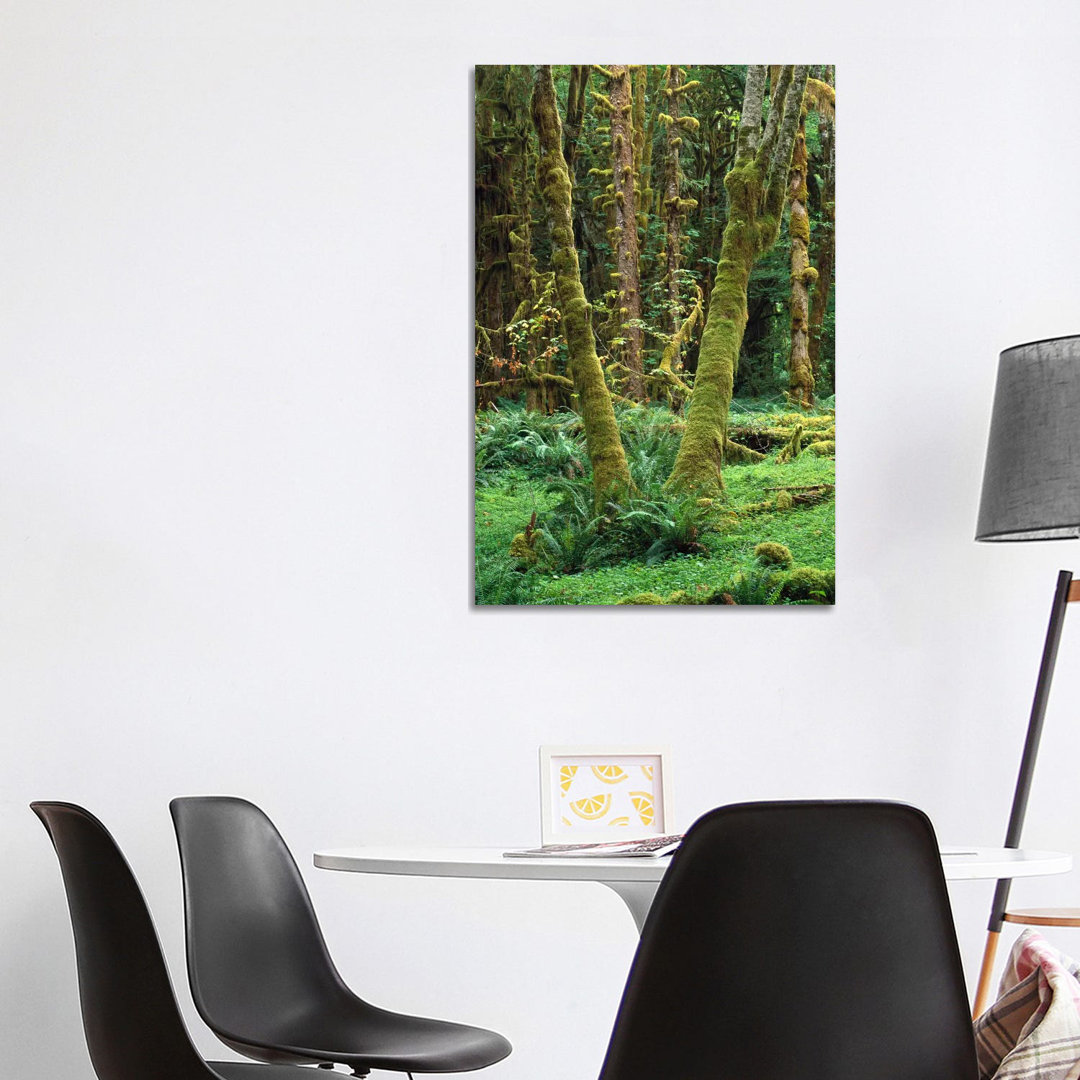 Maple Glade, Quinault Rain Forest, Olympic National Park, Washington von Tim Fitzharris - Gallery-Wrapped Canvas Giclée ...