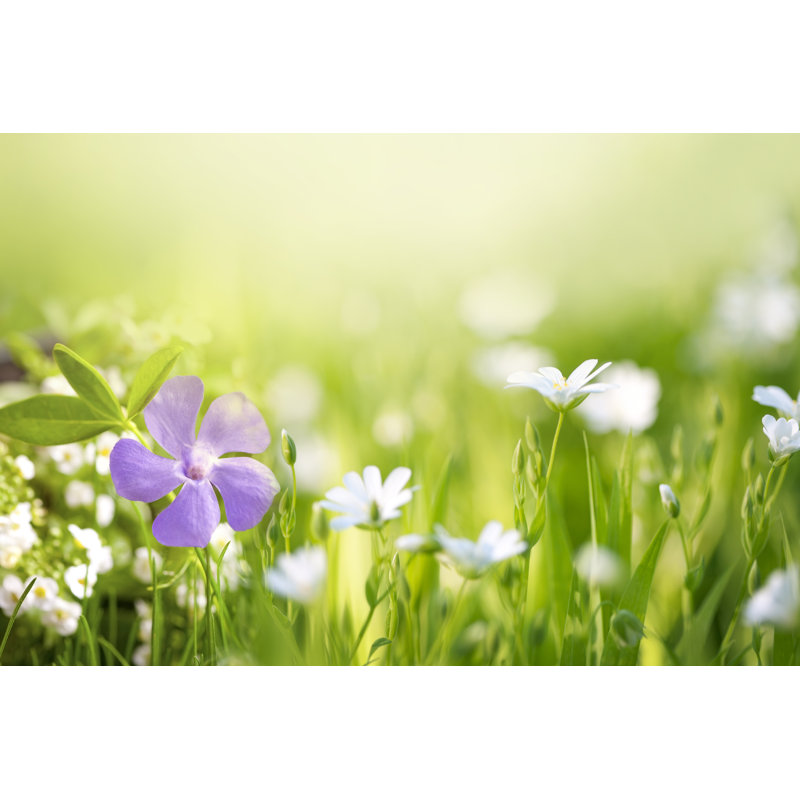 Beautiful Flower in The Field by Zeljkosantrac