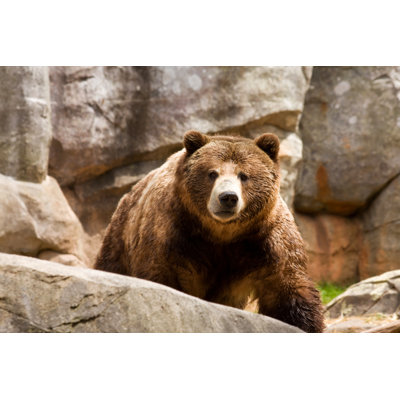Bear - Wrapped Canvas Print