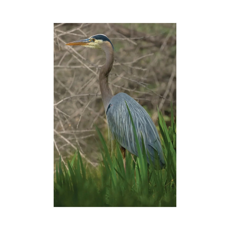 Blue Heron On The Hunt by Louis Ruth - Wrapped Canvas Print, 20.32 cm H x 30.48 cm W