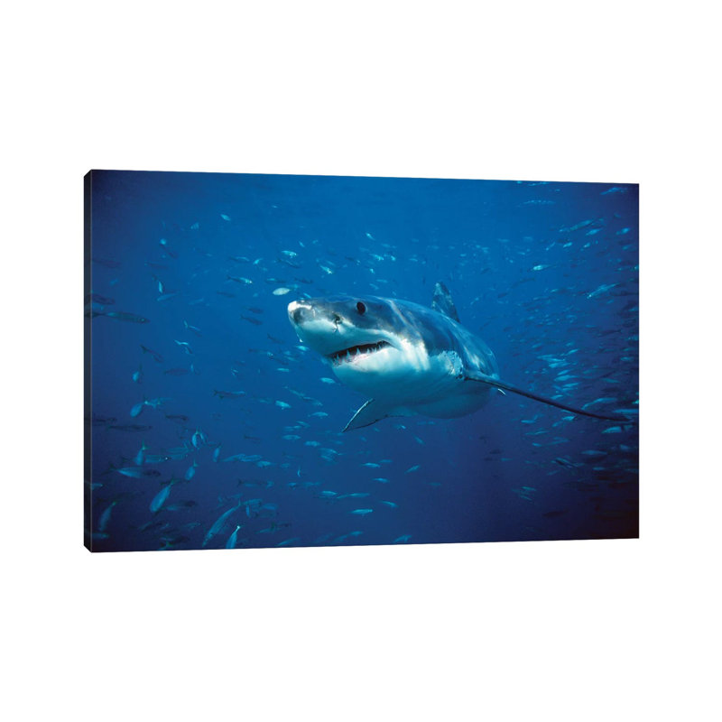Great White Shark Swimming Through A School Of Fish, Neptune Islands, South Australia by Mike Parry - Wrapped Canvas Print