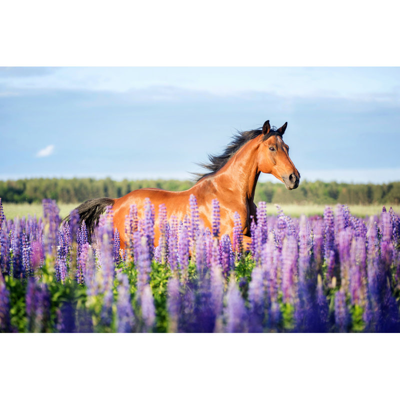 Horse Running - Wrapped Canvas Photograph, 8" H x 12" W  