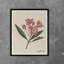 Pink Petals Print