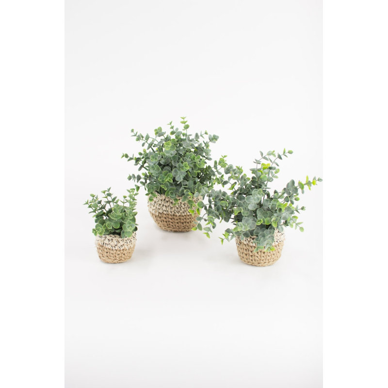  Artificial Eucalyptus Plants in Woven Pots – Decorative Faux Greenery, Set of Three