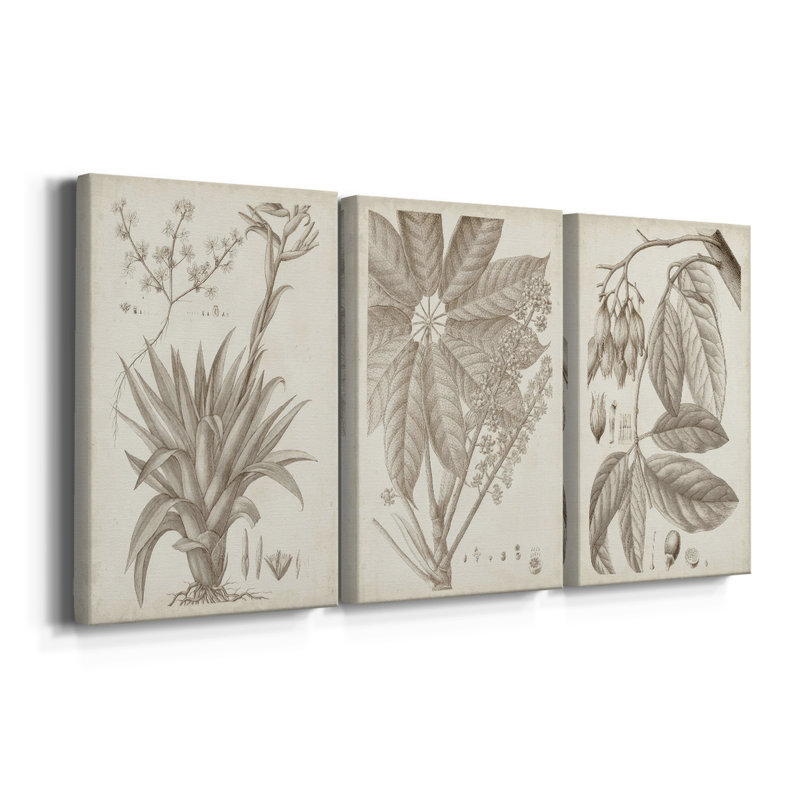 Sépia plantes exotiques IV - Toile tendue sur mesure avec châssis - 3 pièces