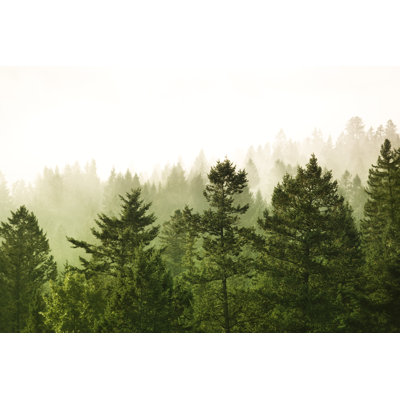 Forest Background by Pgiam - Wrapped Canvas Print