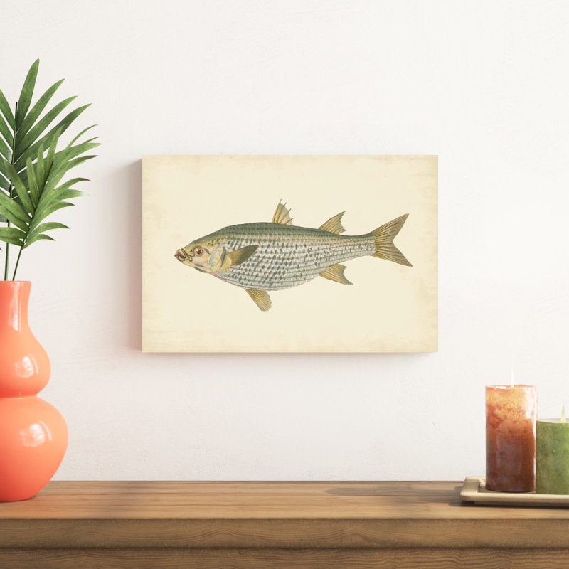 " Donovan Antique Fish IV " by Donovan, 12" H x 18" W x 1" W