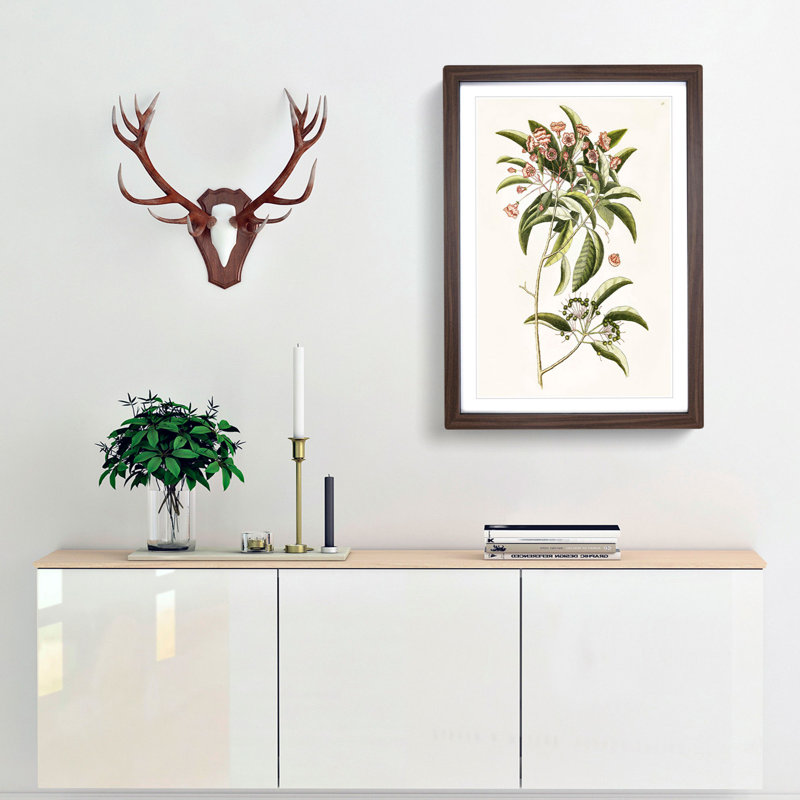 Mountain Laurel Flowers by Mark Catesby - Framed Print, 36cm H x 27cm W x 2cm D, Walnut Framed