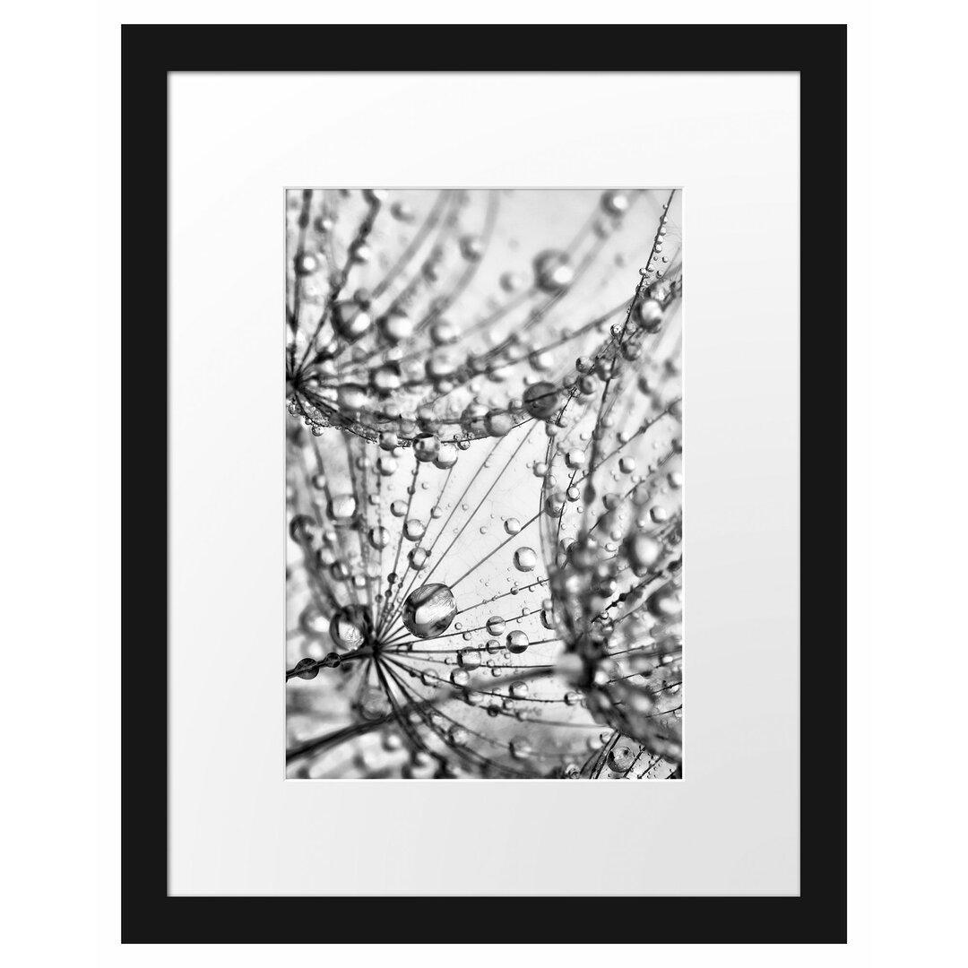 Gerahmter Fotodruck Dandelion Seeds with Dew