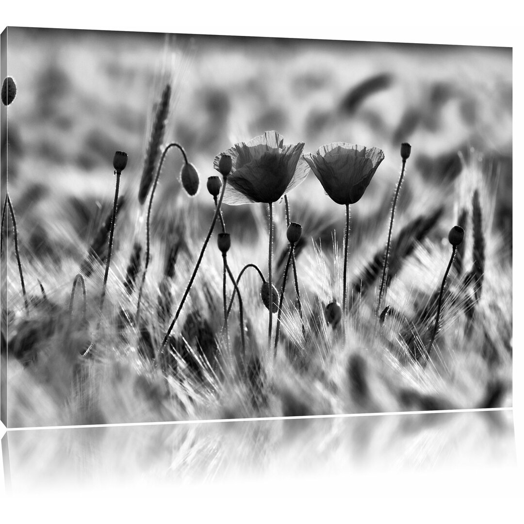 Leinwandbild Zwei schöne Mohnblumen in Monochrom