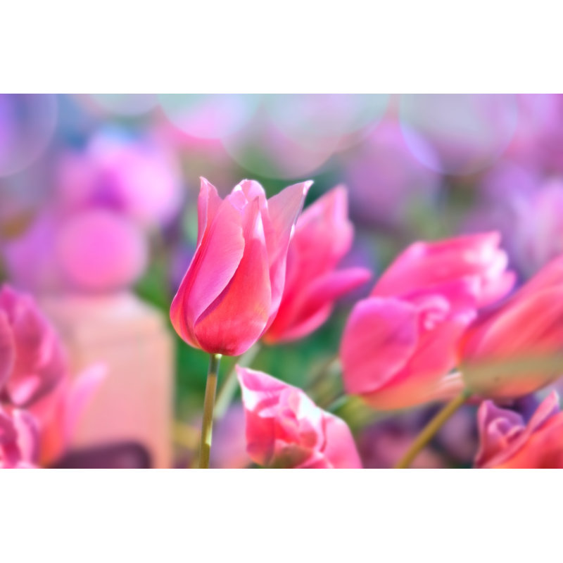 Tulipe - photographie sur toile tendue, H 20 po x l 30 po