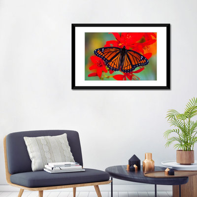 " Open-Winged Viceroy In Zoom Among Crocosmias (Lucifers) " by Darrell Gulin