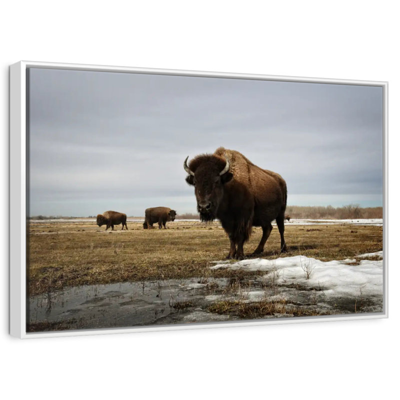 Bison Cloud Day, Cadre flottant blanc, 19 po x 13 po