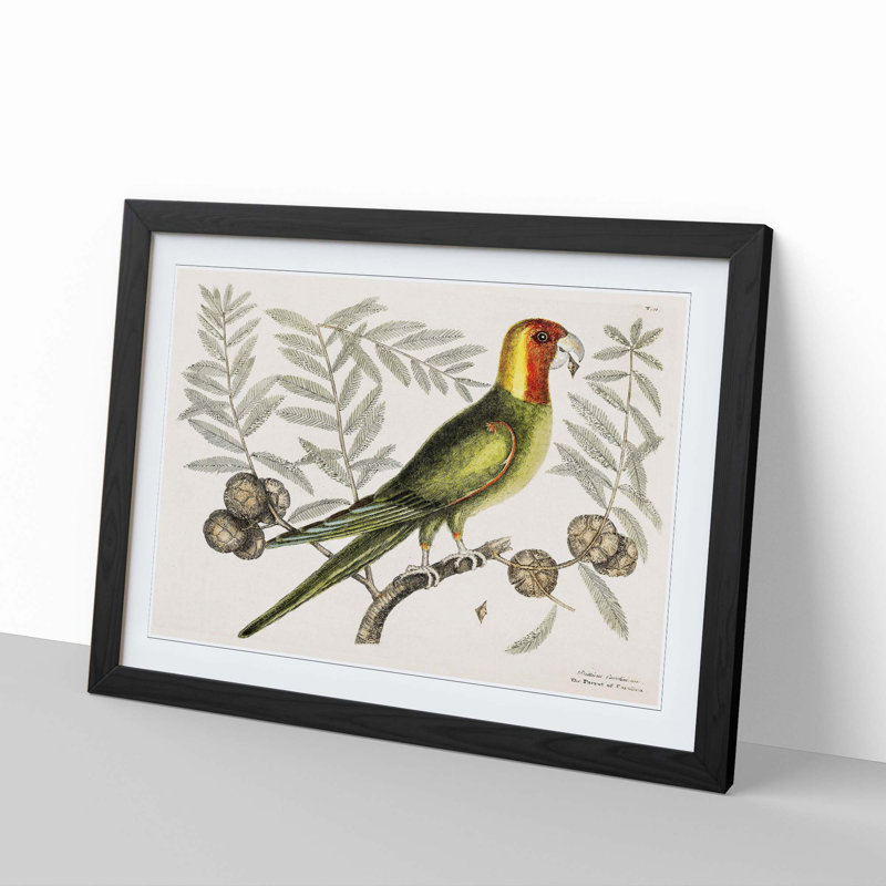 Parrot of Carolina by Mark Catesby - Picture Frame Painting Print, 27cm H x 36cm W x 2cm D, Black Framed