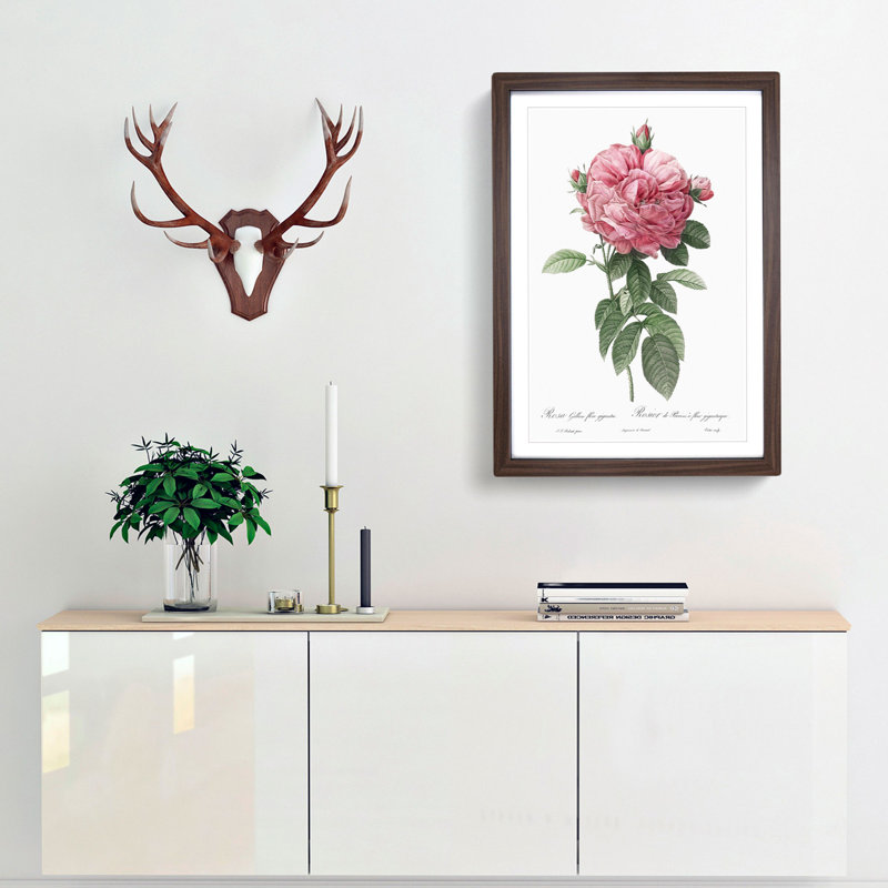 Giant French Rose in Pink by Pierre-Joseph Redoute - Picture Frame Painting Print, 65cm H x 48cm W x 2cm D, Walnut Framed