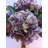 Hydrangea Mixed Floral Arrangement in Vase