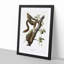 Orange-Bellied Squirrels by J.W. Audubon - Picture Frame Painting Print-55733931-55733930