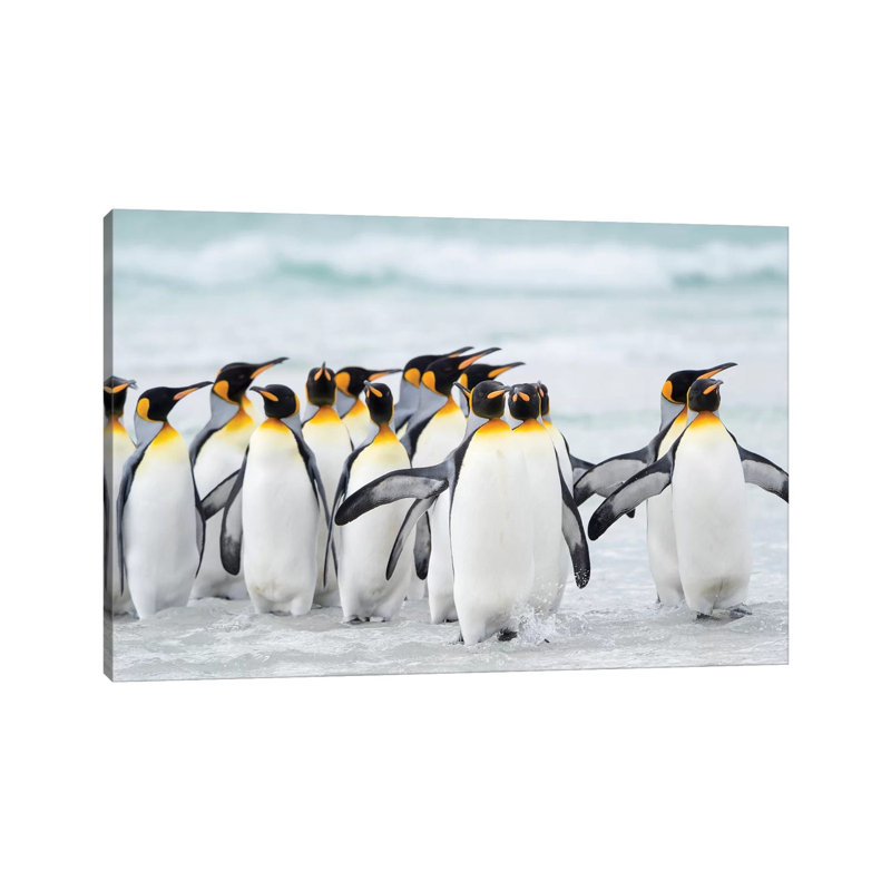King Penguin, Falkland Islands. by Martin Zwick - Wrapped Canvas Gallery-Wrapped Canvas Giclée