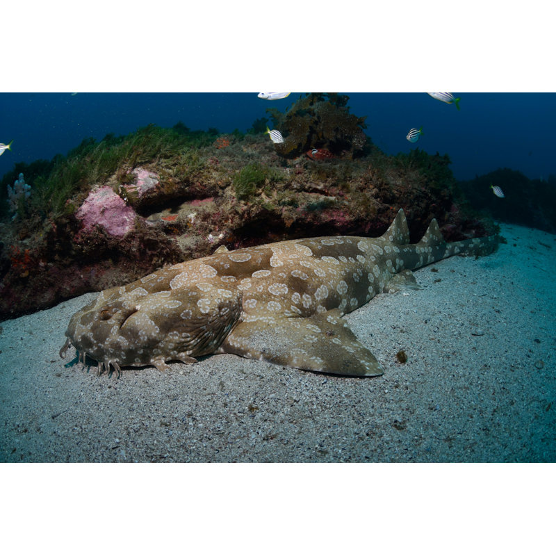 Hillendale Spotted Wobbegong Shark par - Photographie de toile tendue, H 8 po x l 12 po