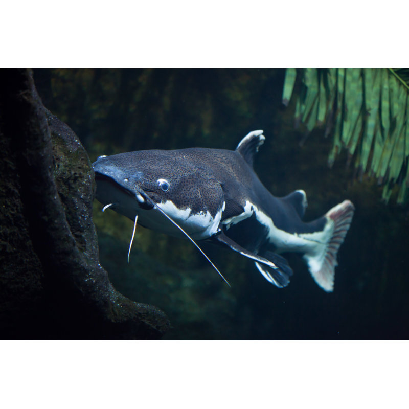 Poisson-chat à queue rouge (Phractocephalus Hemioliopterus) - Photographie sur toile tendue, L 12 po x H 8 po