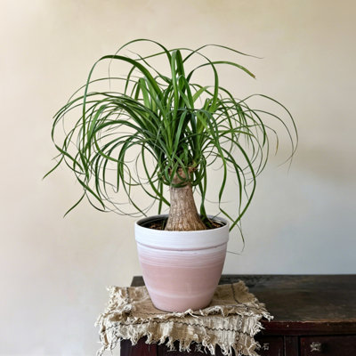 Live Ponytail Palm Houseplant in Premium Planter