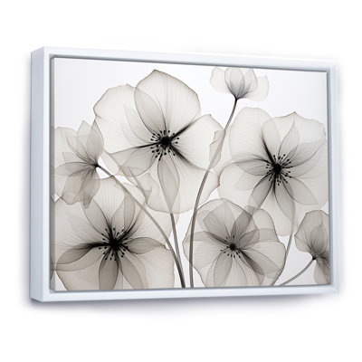 " Black And White Morning Glory Speed "