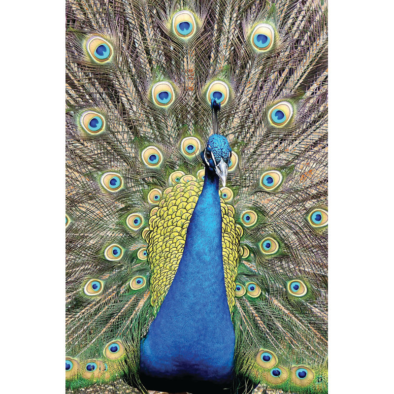 Peacock - No Frame Print on Wood