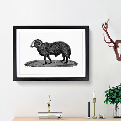 Sheep Illustration - Picture Frame Drawing Print