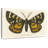 Brampt Natures Butterfly V-107852152