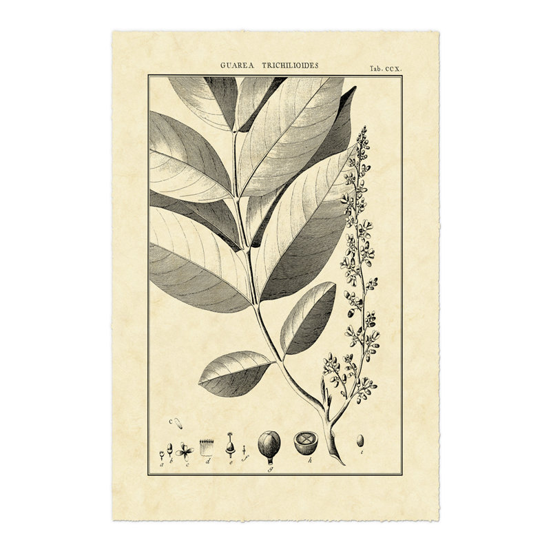Vintage Botanical Study VI by Sellier - Wrapped Canvas Art Prints, 122cm H x 81cm W x 3.8cm D