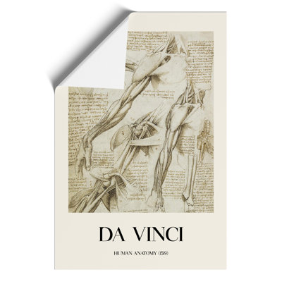 Human Anatomy Print by Leonardo da Vinci - Frameless Print