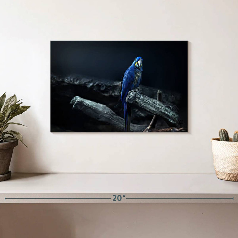 Brampt Hyacinth Macaw, 8" H x 12" W