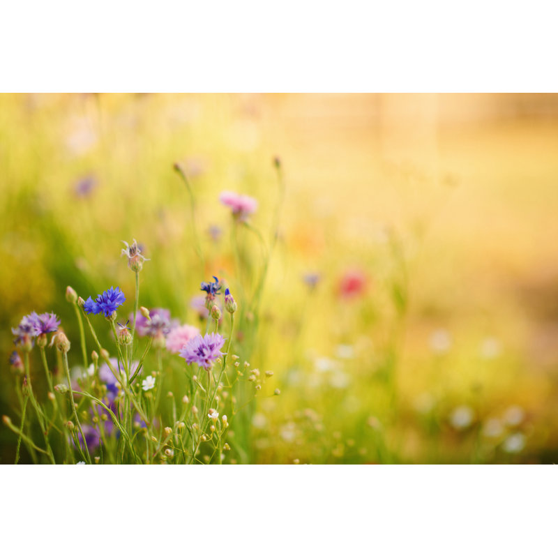 Summer Backyard by Catlane, 20" H x 30" W