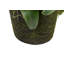 155cm Faux Flowering Plant in Pot