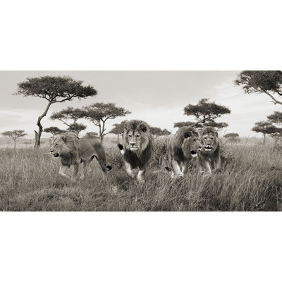 «Brothers - Masai Mara - Kenya (détail)» par Pangea Images Pangea Images (36 X 18) 2AP5162