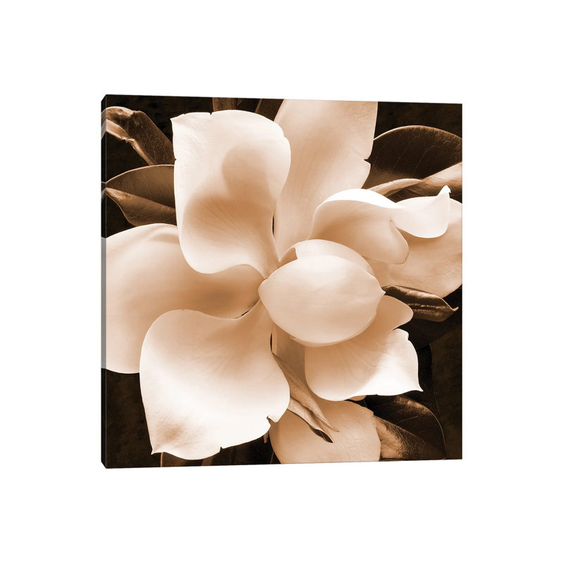 Sepia Magnolia II by Christine Zalewski - Wrapped Canvas Print, 30.48 cm H x 30.48 cm W