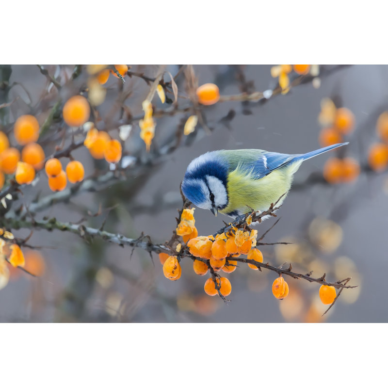 Blue Tit Bird - Wrapped Canvas Print, 30cm H x 46cm W x 3.8cm D