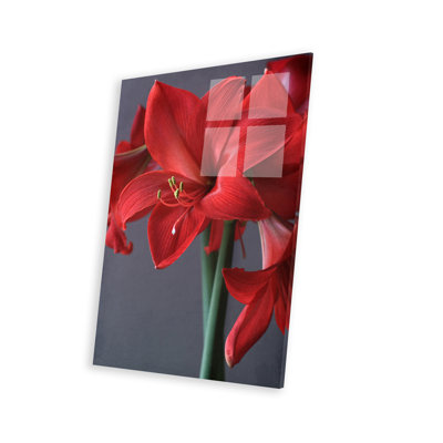 " Red Amaryllis " by Alyson Fennell