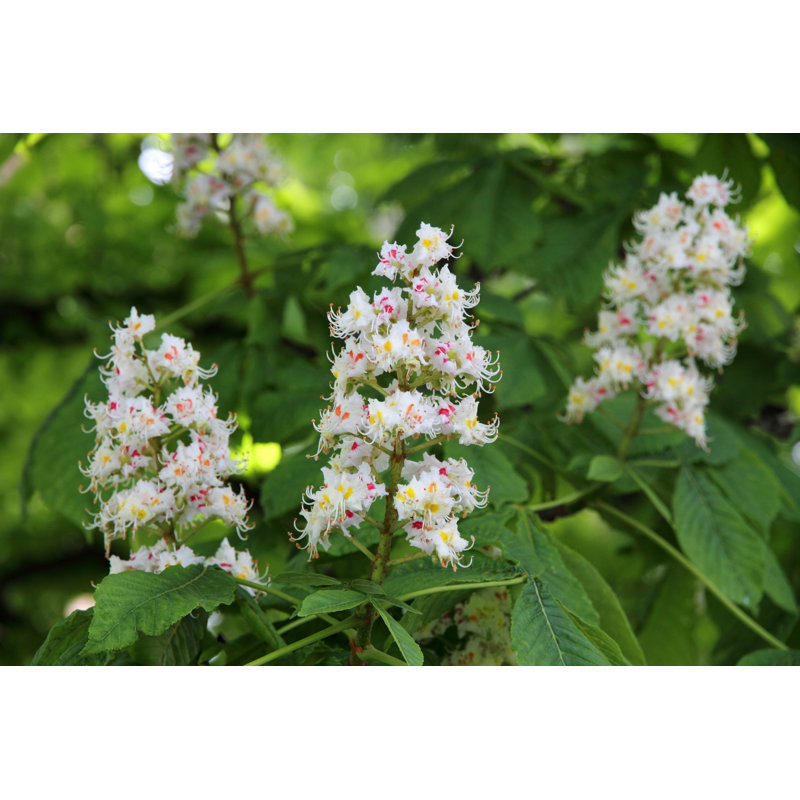 Horse Chestnut - Wrapped Canvas Print, 20cm H x 30cm W