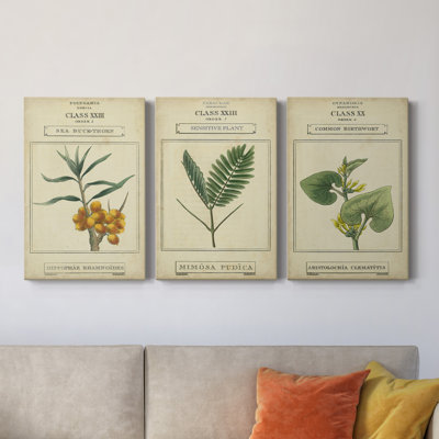 Linnaean Botany III - ensemble de 3 impressions sur toile tendue