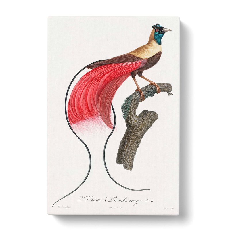 Bird Of Paradise by Jacques Barraband - Wrapped Canvas Print, 60cm H x 40cm W x 3cm D