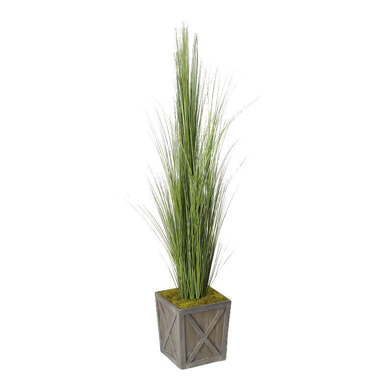 Grand gazon d’oignon en pot