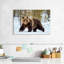 Adulte grizzly-107671336