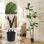 Fausse plante-1782331779