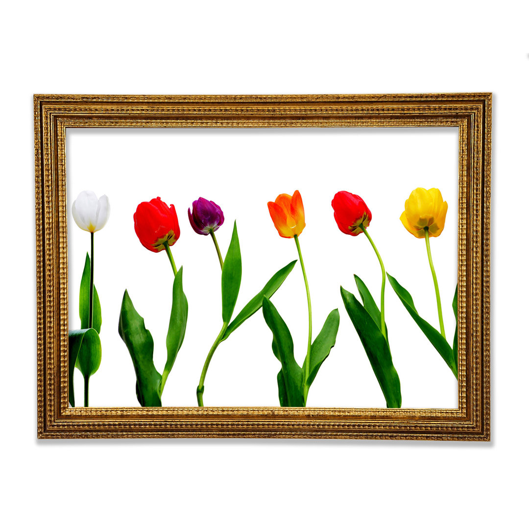 Farben der Tulpen - Einzelne Bilderrahmen Kunstdrucke