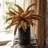 Millet Arrangement-977225317-977225322