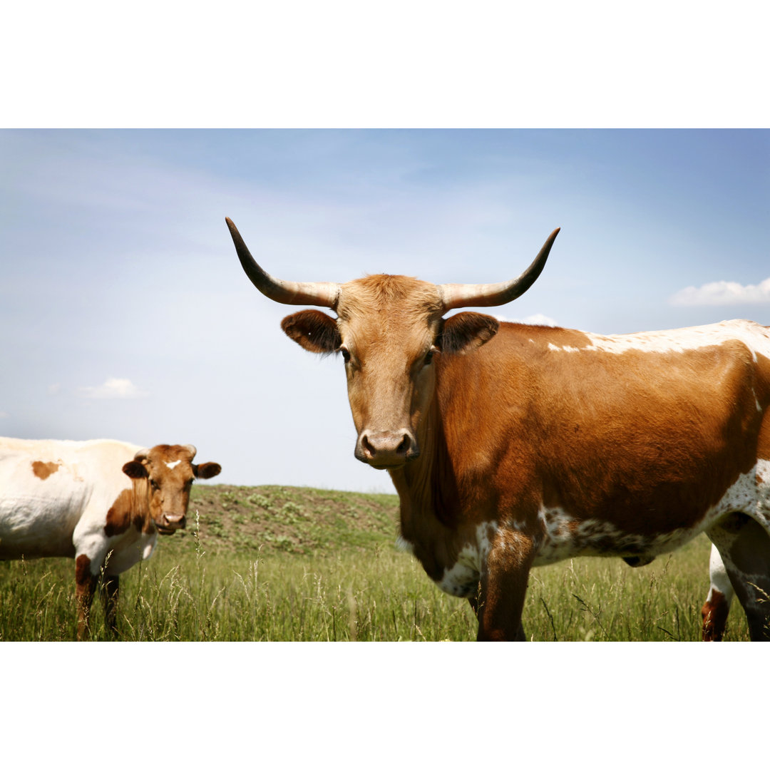 Longhorn Steer In Grassy Feld unter blauem Himmel von Codyphotography - No Frame Print on Canvas